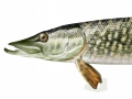 brochet-jpg