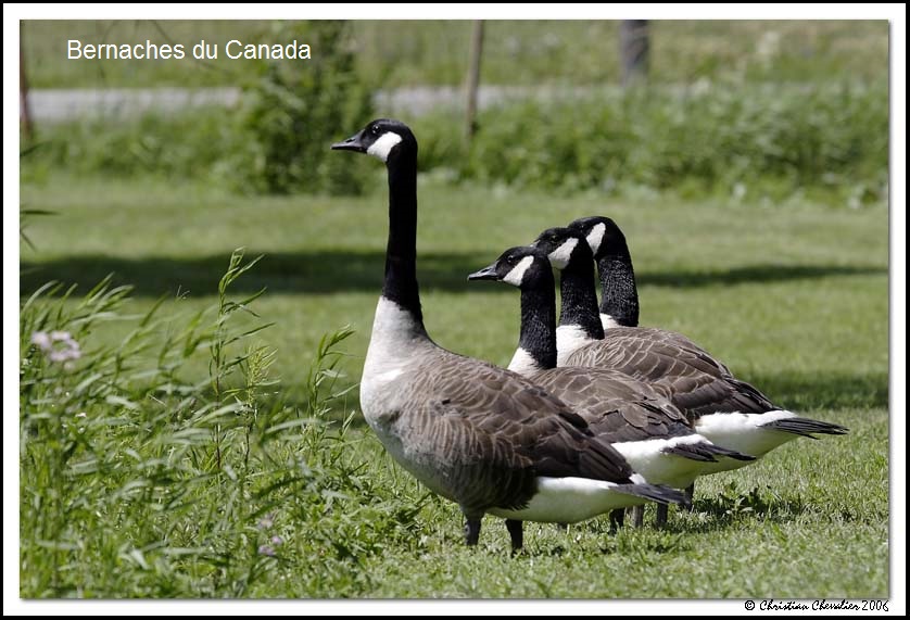 Espces vagabondes: menace ou bienfait