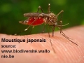 Moustique japonais