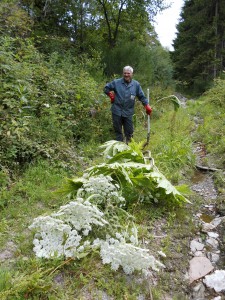 Gestion de la Berce du Caucase à Sensenruth (Bouillon)